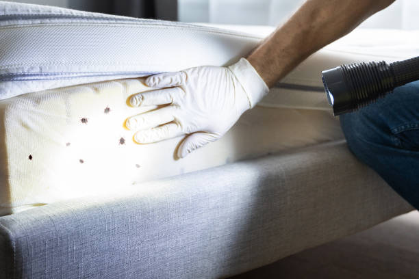 Best Wasp Removal Services  in Hamilton, MT