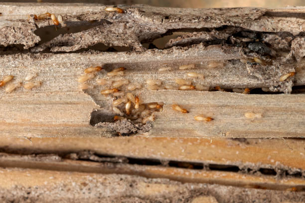 Best Residential Pest Control  in Hamilton, MT