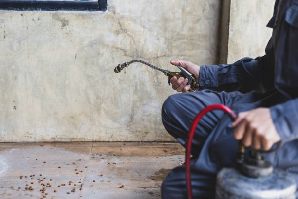 Best Wasp Removal Services  in Hamilton, MT